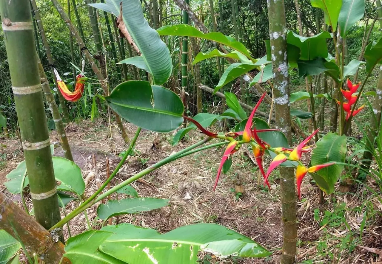 Apartamento Finca Colibrí Zafiro, Altos del Rosario Cali Colombia
